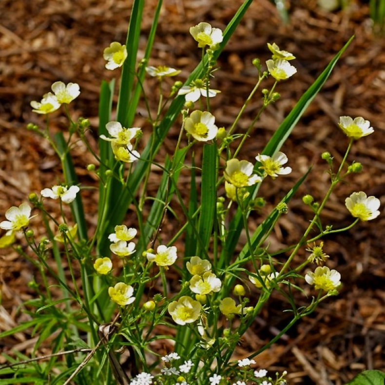 Ranunculus acris Sulphureus - Ranunkel