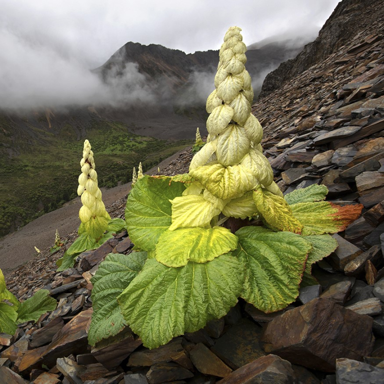 Rheum nobile - Tibetansk rabarber