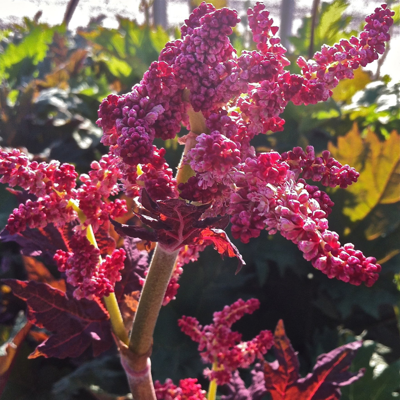 Rheum palmatum var. tanguticum - Prydrabarber