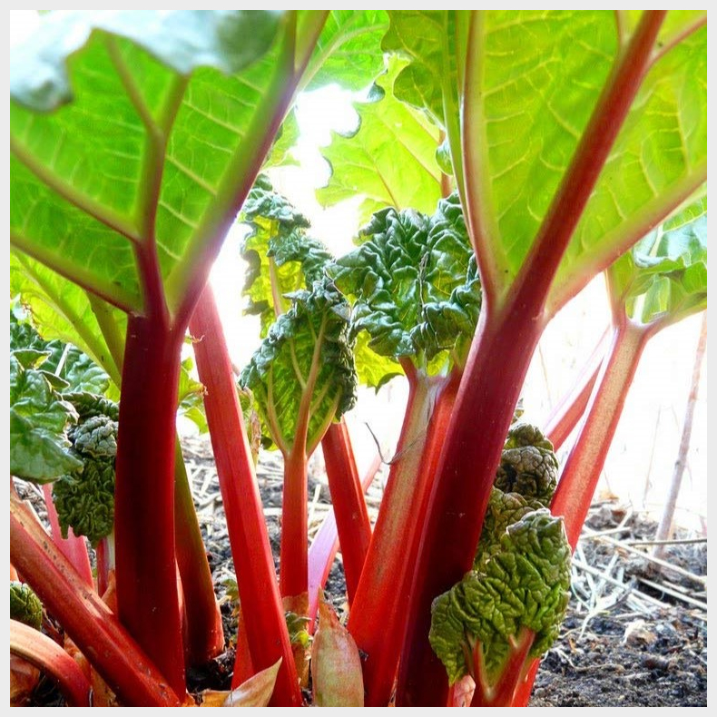 Rheum rhababarum - Rabarber