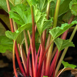 Rheum rhabarbarum Fultons Strawberry Surprise - Jordb�rrabarber