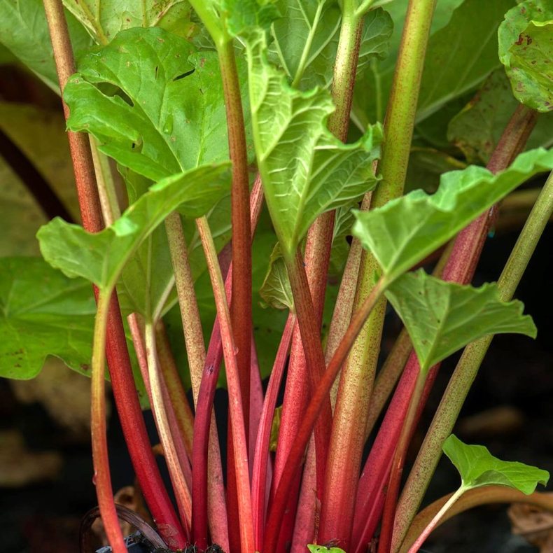 Rheum rhabarbarum Fultons Strawberry Surprise - Jordb�rrabarber