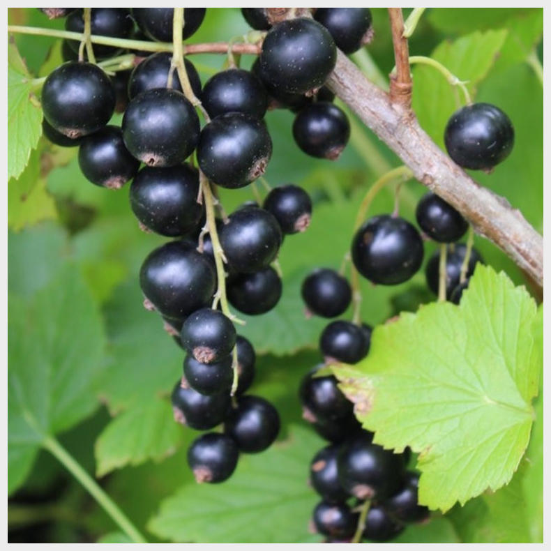 Ribes nigrum Cassisima Black Bells - Solbr