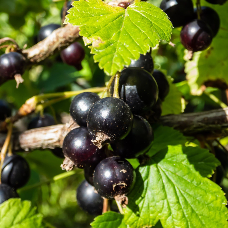 Ribes nigrum Lowberry Little Black Sugar - Solbr