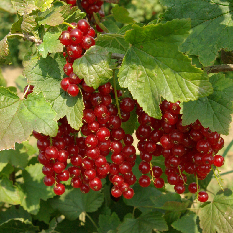 Ribes rubrum Jonkheer van Tets - Ribs
