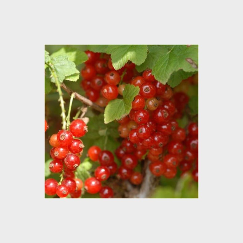 Ribes rubrum Ribest Sonette - Ribs