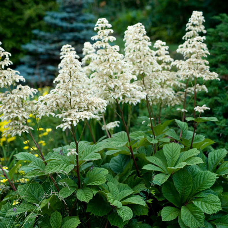 Rodgersia aesculifolia - Kastanjebladet bronzeblad