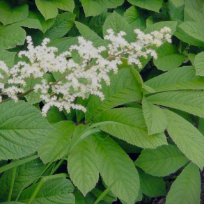 Rodgersia pinnata- Bronzeblad