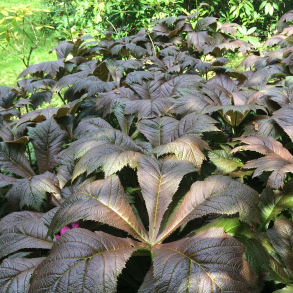 Rodgersia podophylla Braunlaub - Bronzeblad 1L