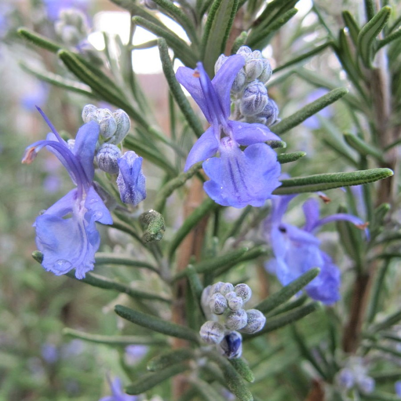 Rosmarinus officinalis - Rosmarin 