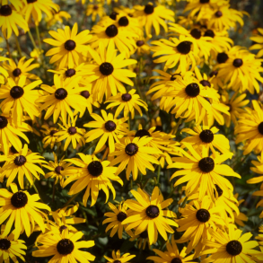 Rudbeckia fulgida Goldschirm - Solhat