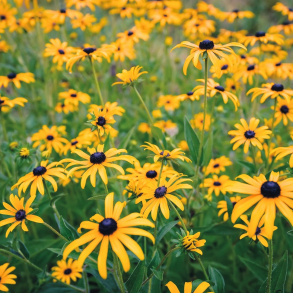 Rudbeckia fulgida Goldsturm - Solhat
