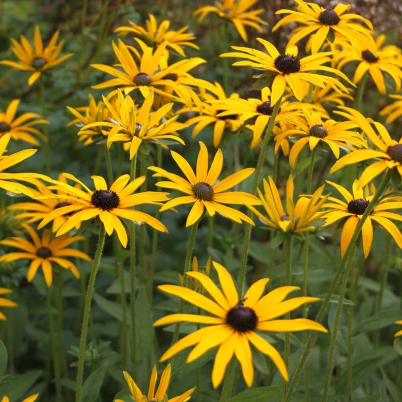 Rudbeckia fulgida deamii - Solhat