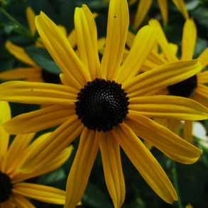 Rudbeckia fulgida speciosa - Str�lesolhat
