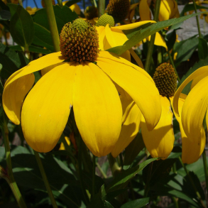 Rudbeckia nitida Herbstsonne - Glans Solhat 1L