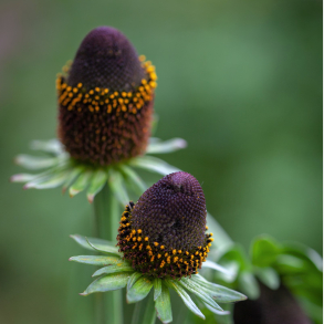 Rudbeckia occidentalis Green Wizard - N�gen Solhat