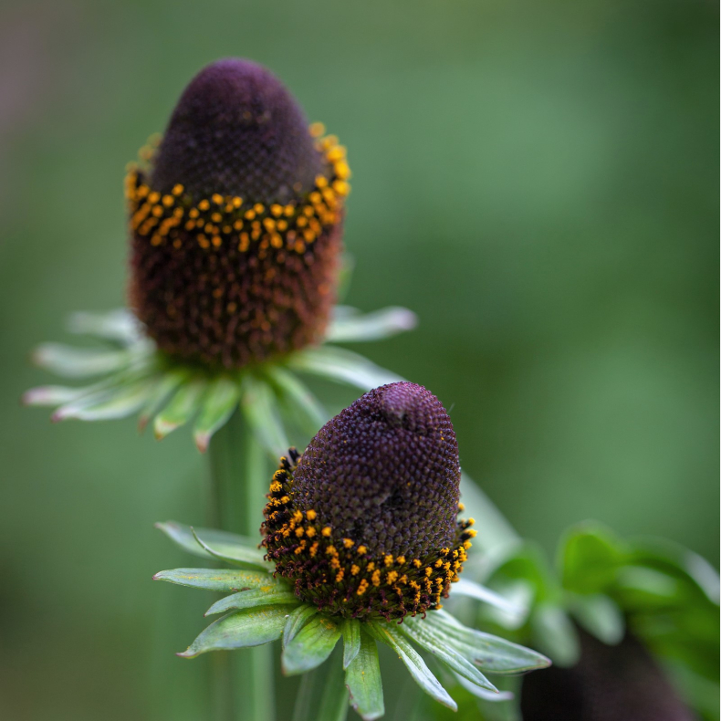 Rudbeckia occidentalis Green Wizard - N�gen Solhat