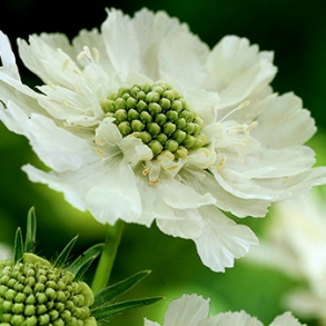 Scabiosa caucasica Perfecta Alba - Skabiose