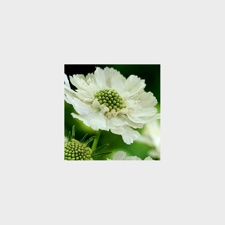 Scabiosa caucasica Perfecta Alba - Skabiose