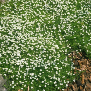 Sagina subulata Senior - Firling