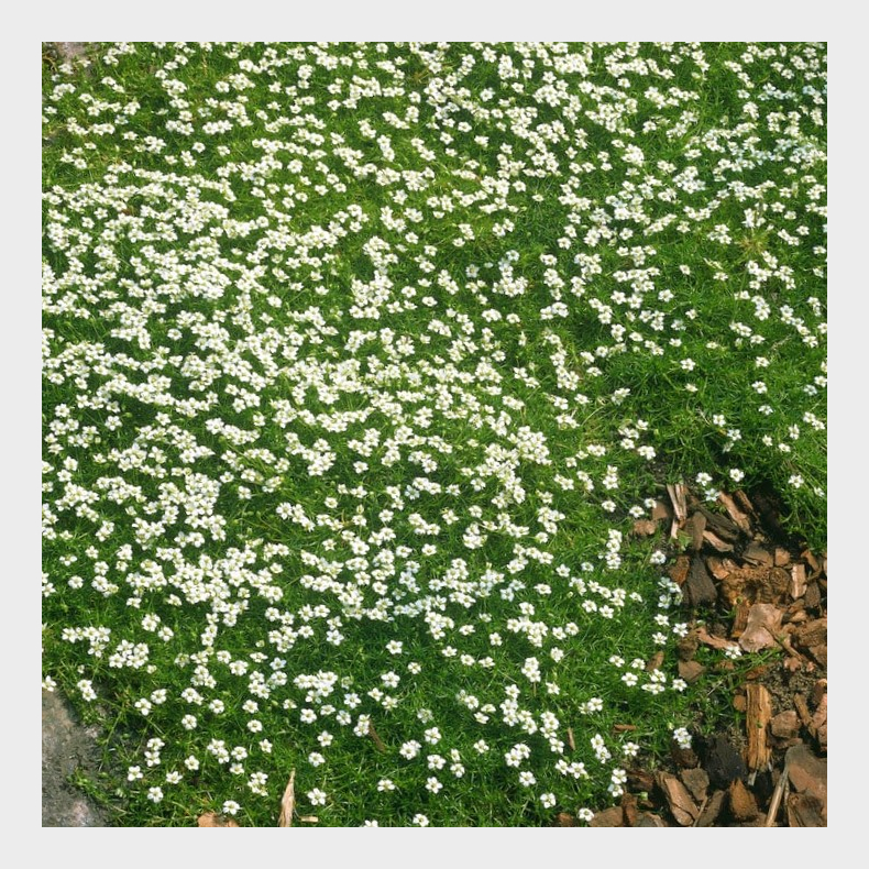 Sagina subulata Senior - Firling