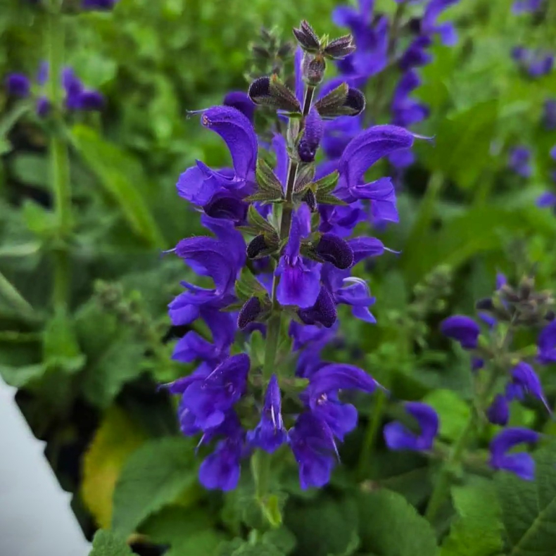 Salvia nemorosa Fashionista Midnight Model - Staudesalvie 