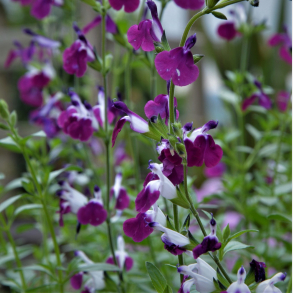 Salvia greggii Amethyst Lips - Solbrsalvie vinterly krves