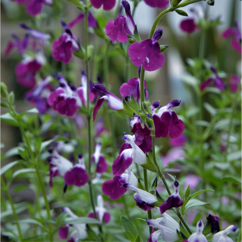 Salvia greggii Amethyst Lips - Solbrsalvie vinterly krves
