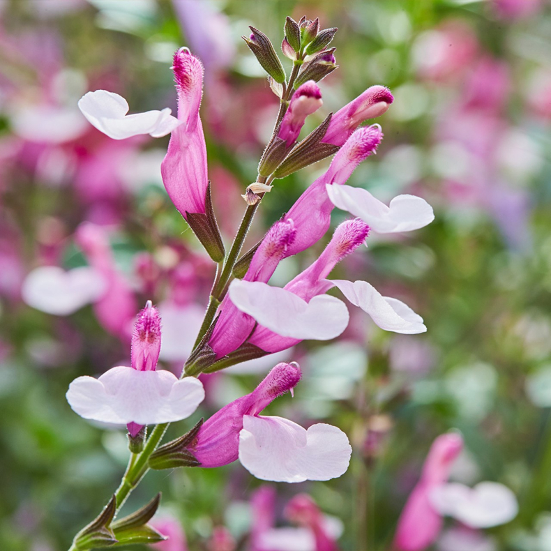 Salvia greggii Joy - Solb�rsalvie beskyttet plads