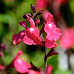 Salvia greggii Lipstick - Solbrsalvie vinterly krves