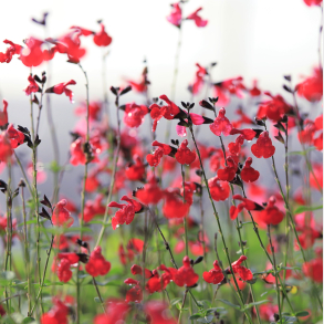 Salvia greggii Royal Bumble - Solb�rsalvie vinterly