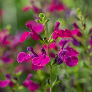 Salvia greggii Viola's Darling  - Solbrsalvie vinterly krves
