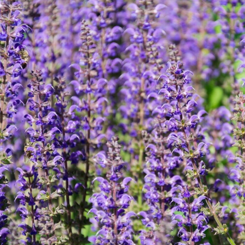 Salvia hians - Himalaya Salvie
