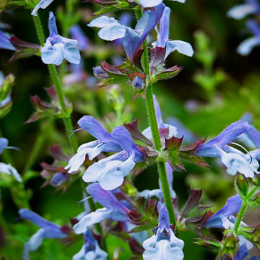 Salvia hybrida African Sky - Salvie 