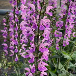Salvia hybrida Fashionista Back to the Fuchsia - Salvie 
