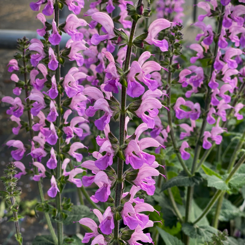 Salvia hybrida Fashionista Back to the Fuchsia - Salvie 