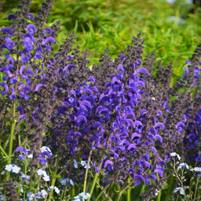 Salvia hybrida Fashionista Evening Attire - Salvie 