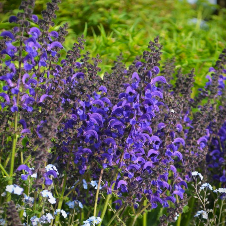 Salvia hybrida Fashionista Evening Attire - Salvie 