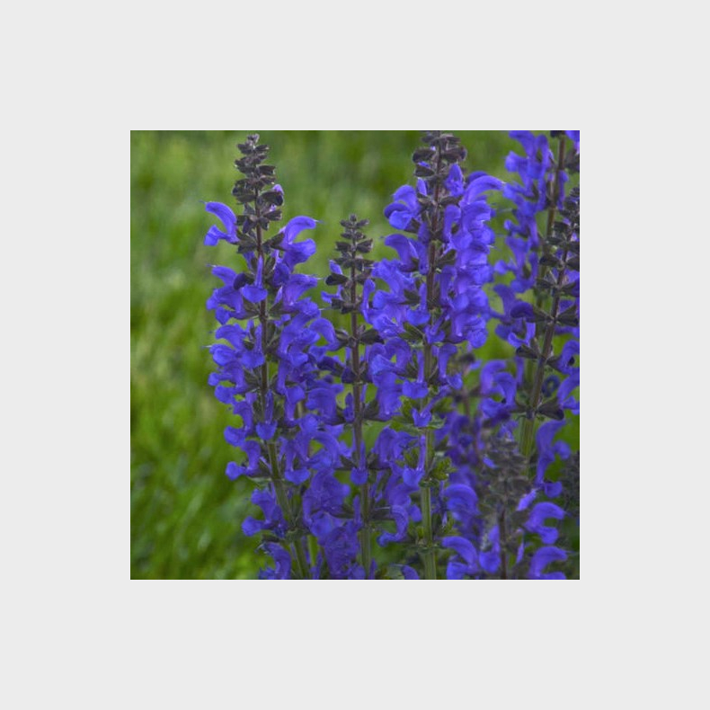 Salvia hybrida Fashionista Evening Attire - Salvie 