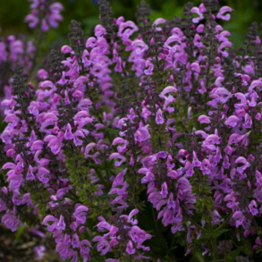 Salvia Fashionista Pretty in Pink - Engsalvie 