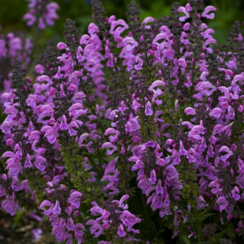 Salvia Fashionista Pretty in Pink - Engsalvie 