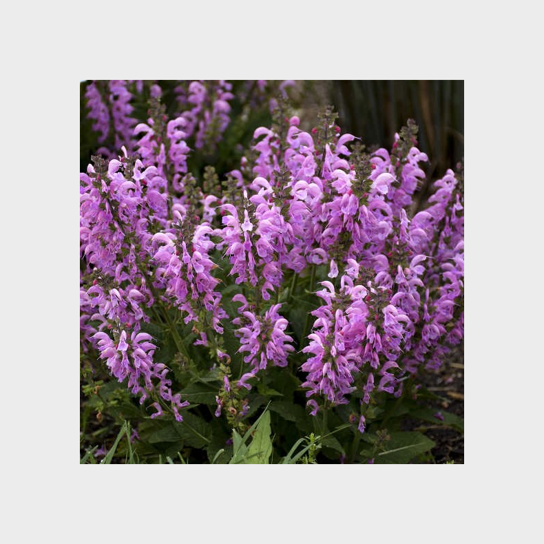 Salvia hybrida Fashionista Pretty in Pink - Salvie 