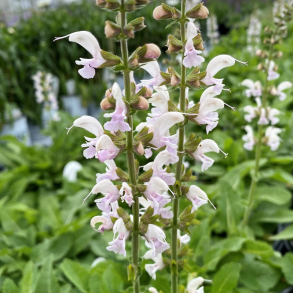 Salvia hybrida Fashionista Snow Kiss - Salvie 