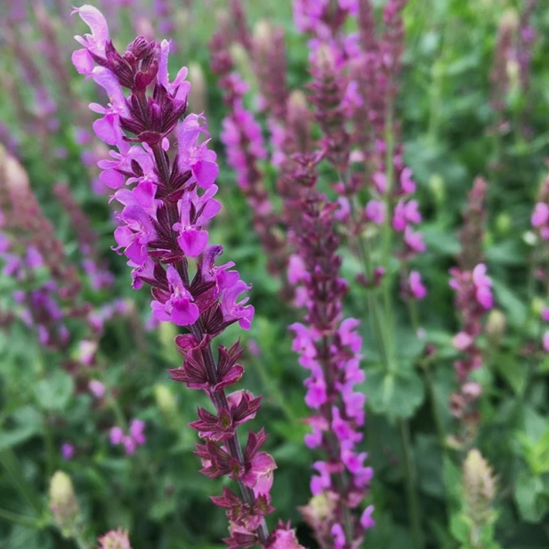 Salvia nemorosa Amethyst - Staudesalvie 