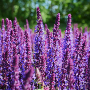 Salvia nemorosa Blauk�nigin - Prydsalvie