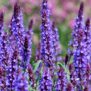 Salvia nemorosa Blue Field - Staudesalvie