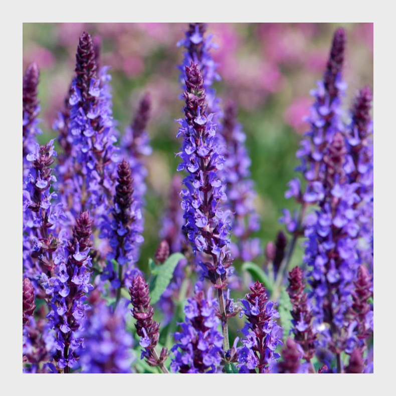 Salvia nemorosa Blue Field - Staudesalvie