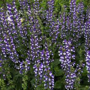 Salvia nemorosa Fashionista Azure Snow - Staudesalvie