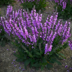 Salvia nemorosa Fashionista Lilac Lipstick - Salvie 