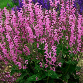Salvia Fashionista Moulin Rouge - Engsalvie 